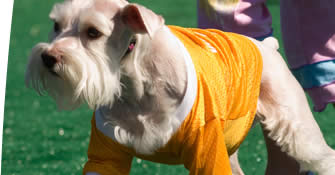 Promoting the Showcase of Dogs 06