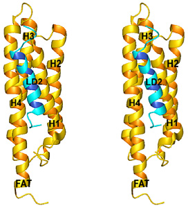 FAT Domain Structure
