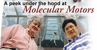 A Peek Under the Hood at Molecular Motors