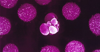 Molecular Therapeutics