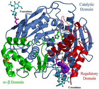 Crystal structure of the rabbit liver carboxylesterase