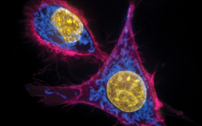 News & Highlights - Autumn 2020 - St. Jude Children’s Research Hospital