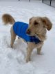 Dog in snow