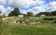 St. Jude family starts community garden to share the bounty
