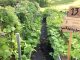 Rows of crops at the giving garden