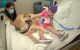 Doggone cute: St. Jude is paw-leased to welcome employees Snuggle and CC