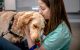 Child Life Specialist Shandra Taylor greets St. Jude hospital dog Huckleberry