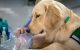 St. Jude hospital dog Puggle explores items during an instructional session.