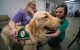 Puggle shares a moment with his handlers Ashley Carr and Brittany Reed of Child Life.
