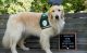 Pawt of the family: New facility dog repawts for duty at St. Jude