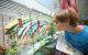 Miller looks through a window at the butterfly and hummingbird garden.