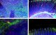 Signals from muscle protect from dementia 