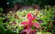 Plants in the Danny and Rose Marie Thomas Memorial Garden