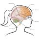 Diagram of brain