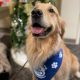 Dog in a blue handerchief