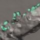 IKZF1 mutations may help leukemic cells hide in bone marrow