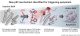 New p53 Mechanism Identified for Triggering Apoptosis