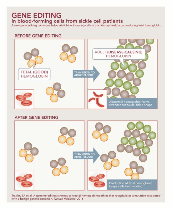 Crispr sickle cell anemia | CRISPR/Cas9 for Sickle Cell ...