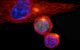 Daughter T cells in the immune system