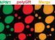 Nucleolar protein NPM1