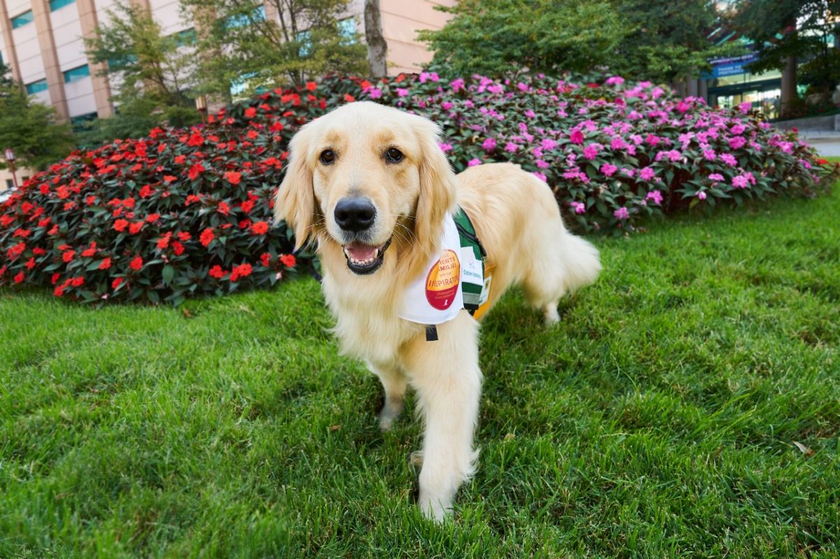 Dog running in the grass in front of colorful flowers.