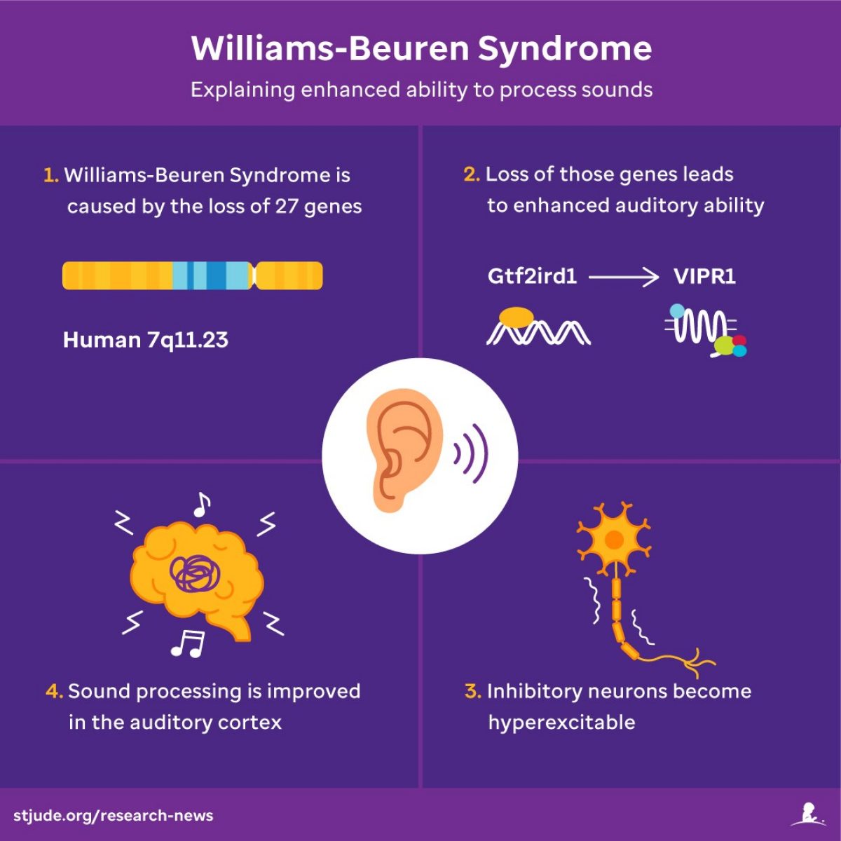 graphic demonstrating celular biology for hearing in WBS patients