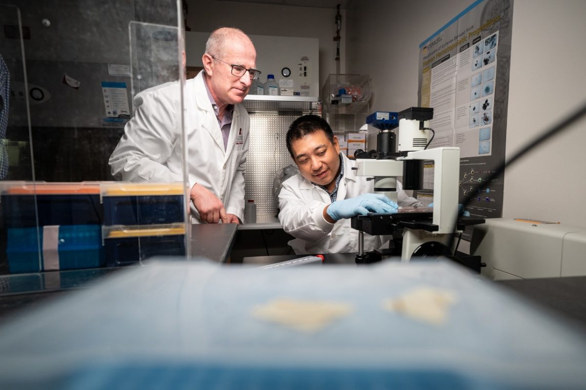 Co-corresponding author Mitchell Weiss, M.D., Ph.D., St. Jude Department of Hematology chair and co-corresponding author Jonathan Yen, Ph.D., St. Jude Therapeutic Genome Engineering director at a microscope in the lab.