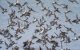 H5N1 found in dairy cattle retains preference for infecting birds, representing low risk to humans