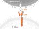 CD19 Chimeric Antigen Receptor (CAR) T cell technology depiction