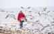 Dr. Robert Webster on beach with birds