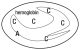Hemoglobin C Disease cell