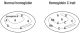 Hemoglobin C Trait cells