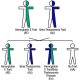 Hemoglobin E Traint - one parent