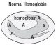 Normal hemoglobin cell
