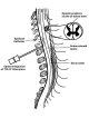 Spinal column