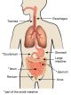 Graphic of internal organs