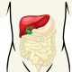 Location of gall bladder