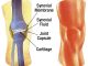 Normal knee joint