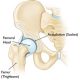hip joint