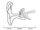 Middle ear graphics