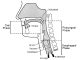 Modified barium swallow