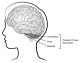 Posterior fossa structures