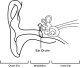 ear drum