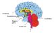 The brain
