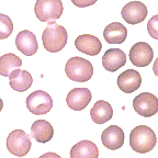 Whole blood cells