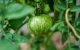 A tomato on the vine in the St. Jude garden.