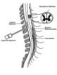 Spinal column