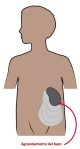 El bazo es un órgano que se encuentra en el lado izquierdo de su cuerpo, debajo de las costillas.