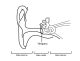 Diagram of the ear