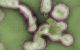 Influenza